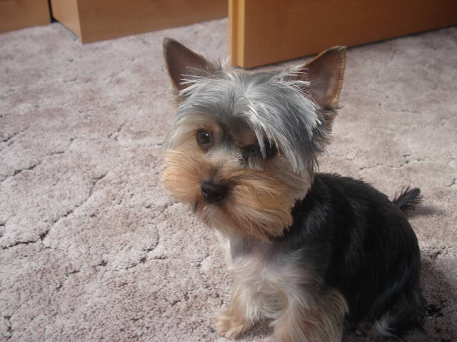 DSC03738.jpg